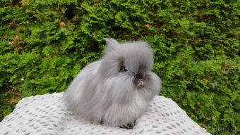 Zakrslý králík, králíček -(TEDDY)-OLIVIE - 5