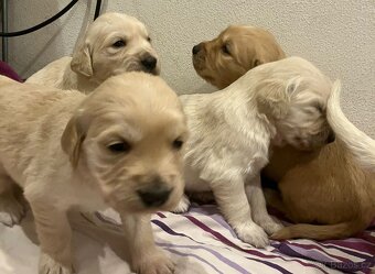 Zlatý retrívr bez PP - 5