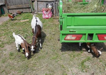 Holandská plemenná zakrslá koza - 5