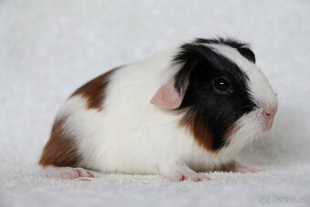 Morče, morčata, morčátko s PP - krátkosrstá - 5