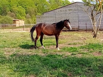Welsh pony B - 5