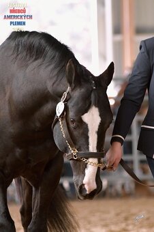 Připouštění hřebcem APPALOOSA - 5