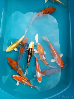 kapr koi - 5