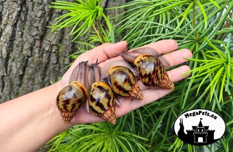 Africký šnek Achatina achatina achatina standard GiantSnails - 5