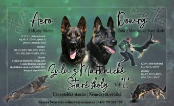 Fenka, německý ovčák s PP - 5
