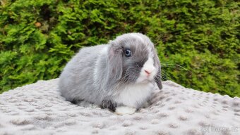 Zakrslý beránek, králíček, králík - HEIDY - 5