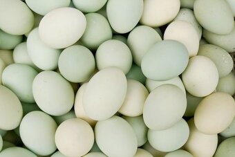 Slepice Nosnice Greenshell - snáší zdravá zelená vajíčka - 5