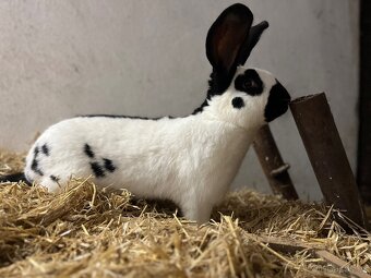 Německý obrovitý strakáč černý (NOS) - 5