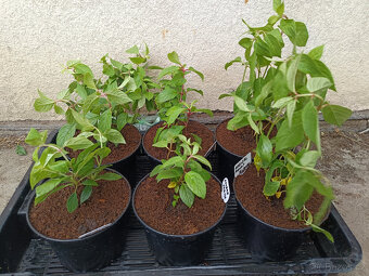 HORTENZIE LATNATA - 5