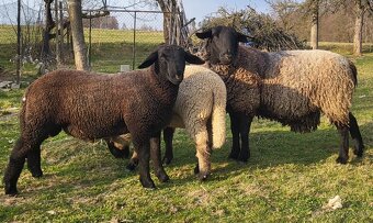 Ovce suffolk - jehňata - 5