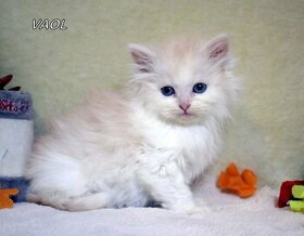 Sibiřská kočka - kocourek s PP - 5