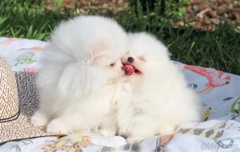 Pomeranian mini - 5