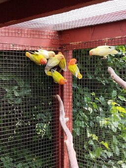 agapornis fischeri s /DNA/ Jižní čechy - 5