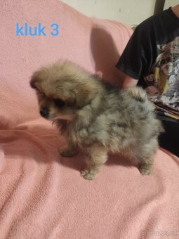 Štěňátka špic pomeranian - 5