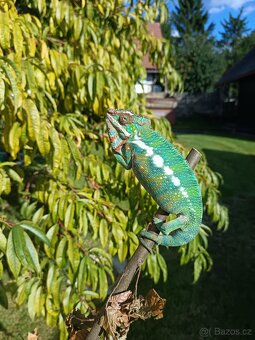 Chameleon pardálí - 5