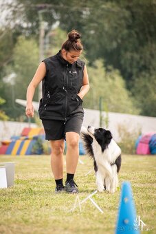 Border kolie s PP, krycí pes - 5