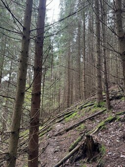 Prodám pozemky v k.ú. Mohuřice, p.č. 440 , 434/1 a 434/3 - 5