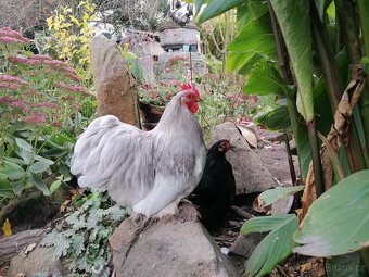 Kohoutci holanďanek, hedvábniček, kočinek - 5