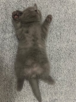 Britská koťátka - holčička - 5