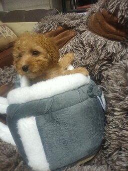 Pudl  trpasličí pejsek - 5