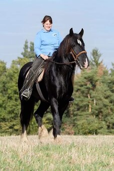 Shire horse hřebec - 5