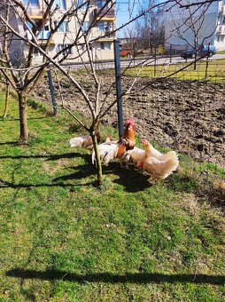 Vlaška červenosedlata NV - 5