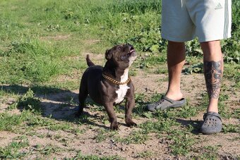 exotic bully micro fena - suka - 5