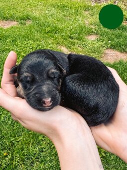 Německý ovčák s PP - černý se znaky (REX), krátkosrstý - 5