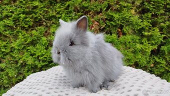 Zakrslý králík, králíček -(TEDDY)-FLORIAN - 5