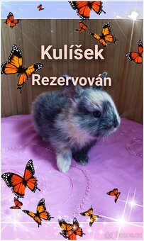 Zakrslí králíčci - 5