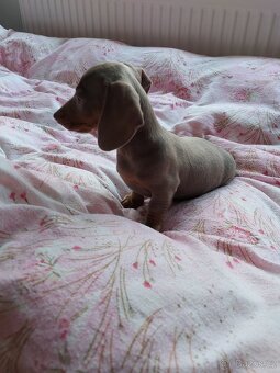 Jezevčík  hladkosrsty trpasličí bez pp - 5