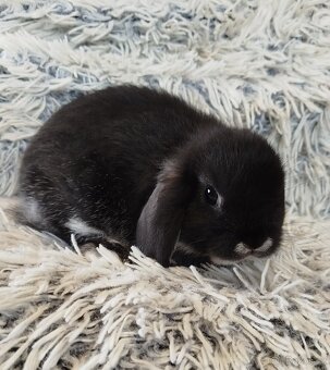 Minilop - anglický zakrslý beránek s VP - 5