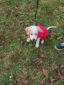 Jezevčík dlouhosrstý štěně - 5