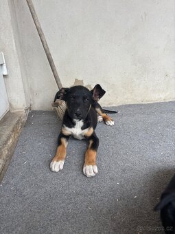 Křížená štěňátka Labrador x Husky - 5