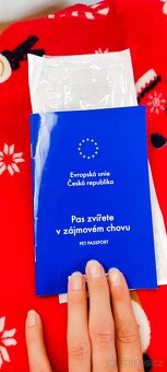Čivava chlapeček bez PP - 5