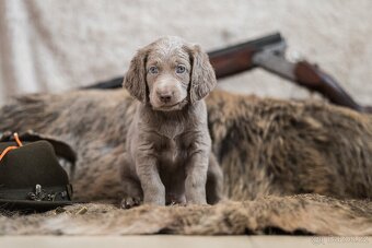 Výmarský ohař dlouhosrstý s PP - 5