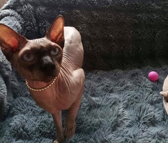 Kanadský sphynx - 5