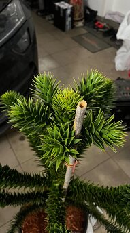 Araucaria araucana - Blahočet čilský - 5