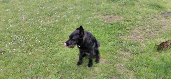 Darujeme štěně Charlie / Rezervace - 5