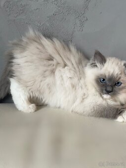 🐾 koťátko Ragdoll s PP – kocourek Blue Mitted k odbě - 5