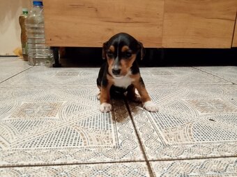 Jack Russell teriér - 5