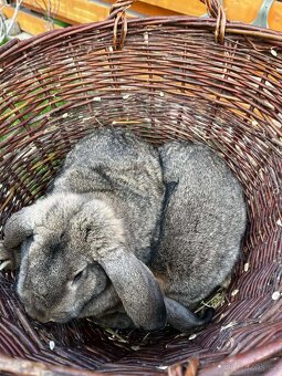 Samice Francouzských beranů - 5