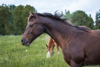 AQH smoky black klisna - 5