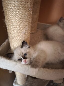 Ragdoll bez PP - 5