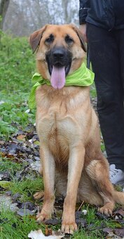 DONALD K ADOPCI - 2,5 ROKU, AKTIVNÝ,PŘÁTELSKÝ,VHODNÝ K RD - 5