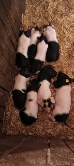 Prodám selata přeštického prasete. - 5