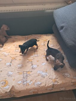 Pražský krysařík - 5