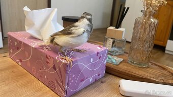 Nabízím samička narozeniny 6/2025. - 5