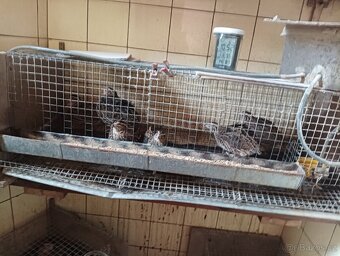 Prodám krepelky - 5