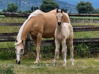 Appaloosa kobyla - 5